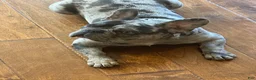 French Bulldog dogs for sale: Melo - Ad 7