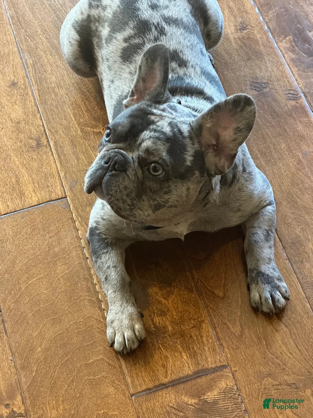 French Bulldog dogs for sale: Melo - Ad 7