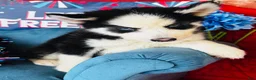 Siberian Husky dogs for sale: Rolex - Ad 11