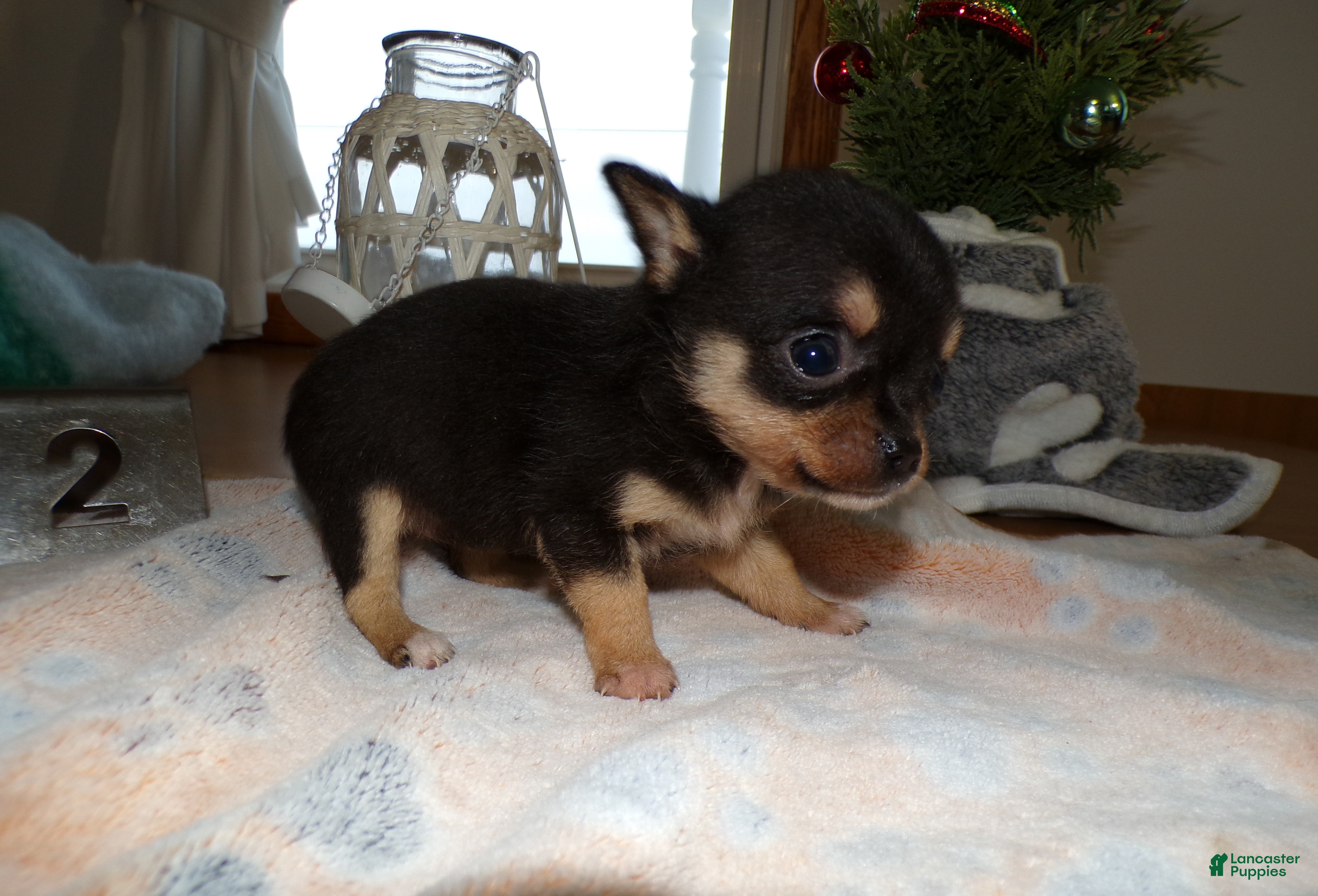 Chihuahua dogs Chihuahua Puppy 2 Charman - Ad 40