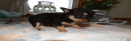 Chihuahua dogs for sale: Chihuahua Puppy 2 Charman - Ad 1