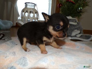 Chihuahua dogs Chihuahua Puppy 2 Charman - Ad 40