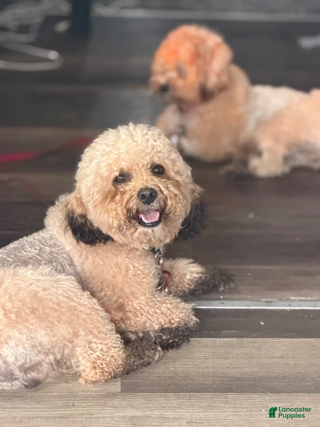 Shihpoo dogs for sale: Shihpoo 3~ Snowflake - Ad 2