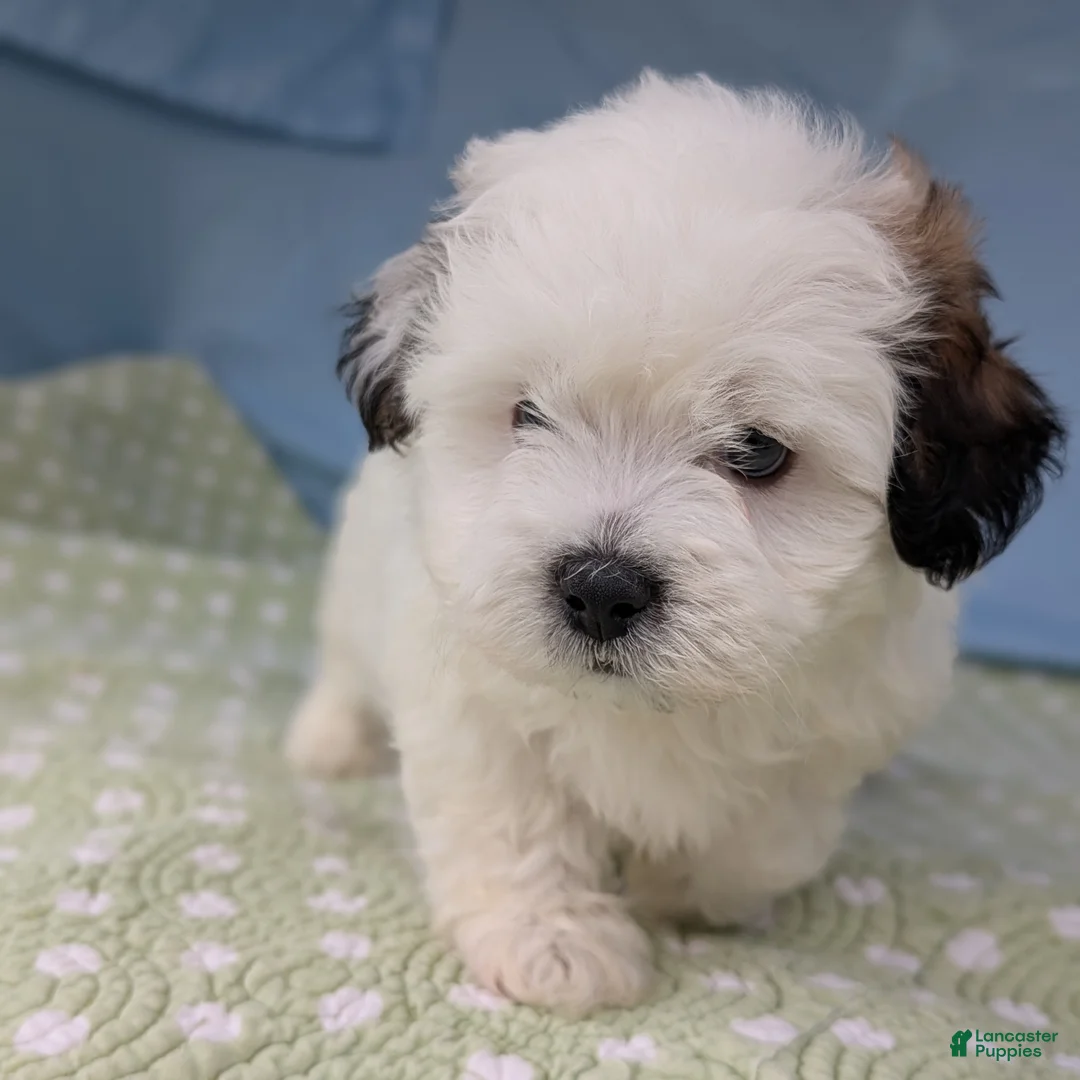 Teddy Bear dogs for sale: Murder Marshmallow - Ad 6