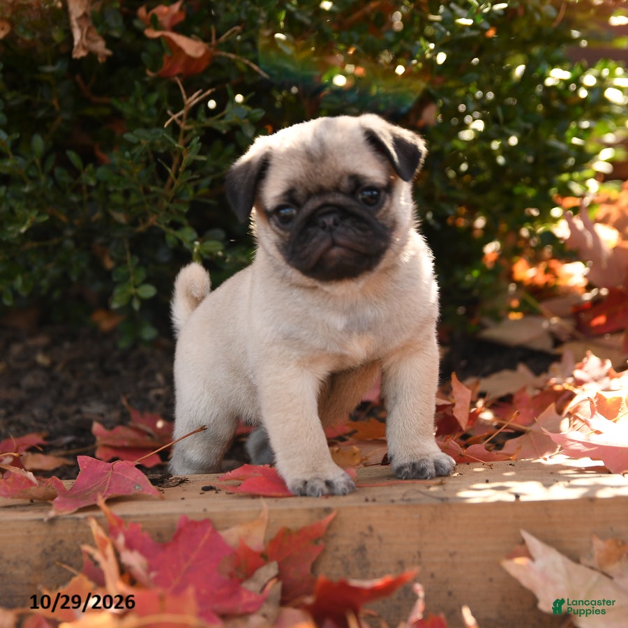 Pug dogs for sale: Porkchop - Ad 1
