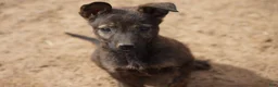 Dutch Shepherd dogs for sale: Dutch Shepherd Puppy 2 - Ad 2