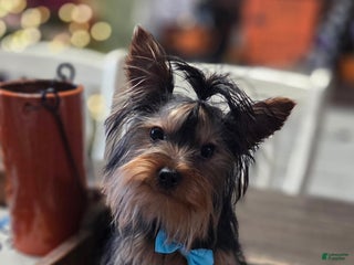 Yorkshire Terrier dogs Tucker - Ad 5