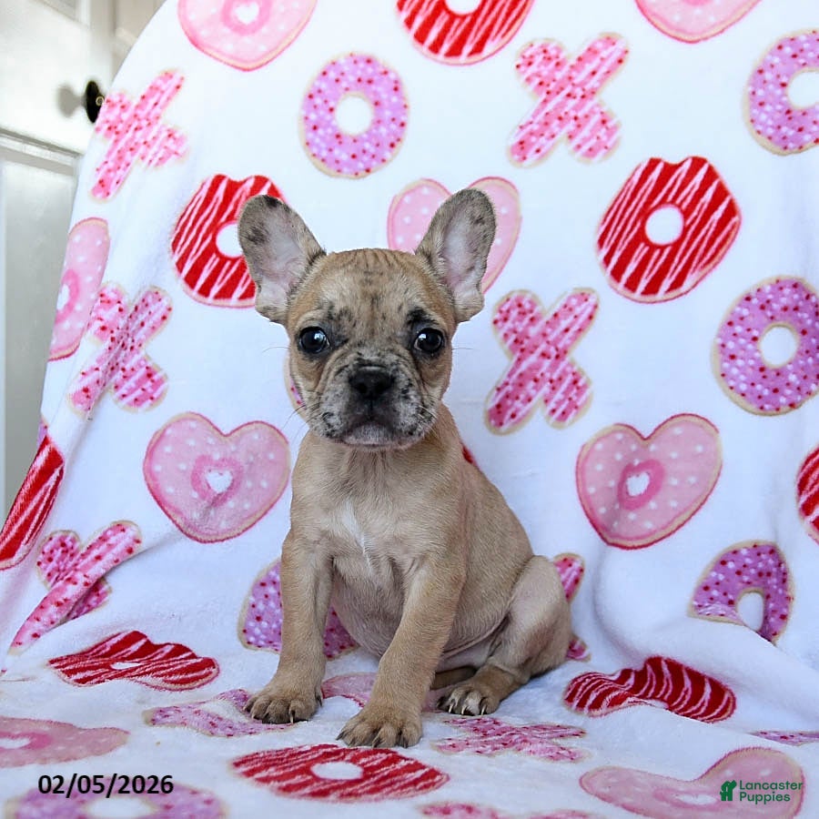 French Bulldog dogs Dijon - Ad 22