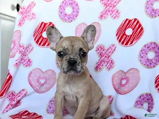 French Bulldog dogs Dijon - Ad 22