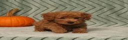 Miniature Poodle dogs for sale: Gomer - Ad 3