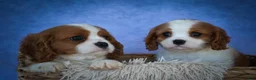 Cavalier King Charles Spaniel dogs for sale: Princeton🐶 - Ad 23