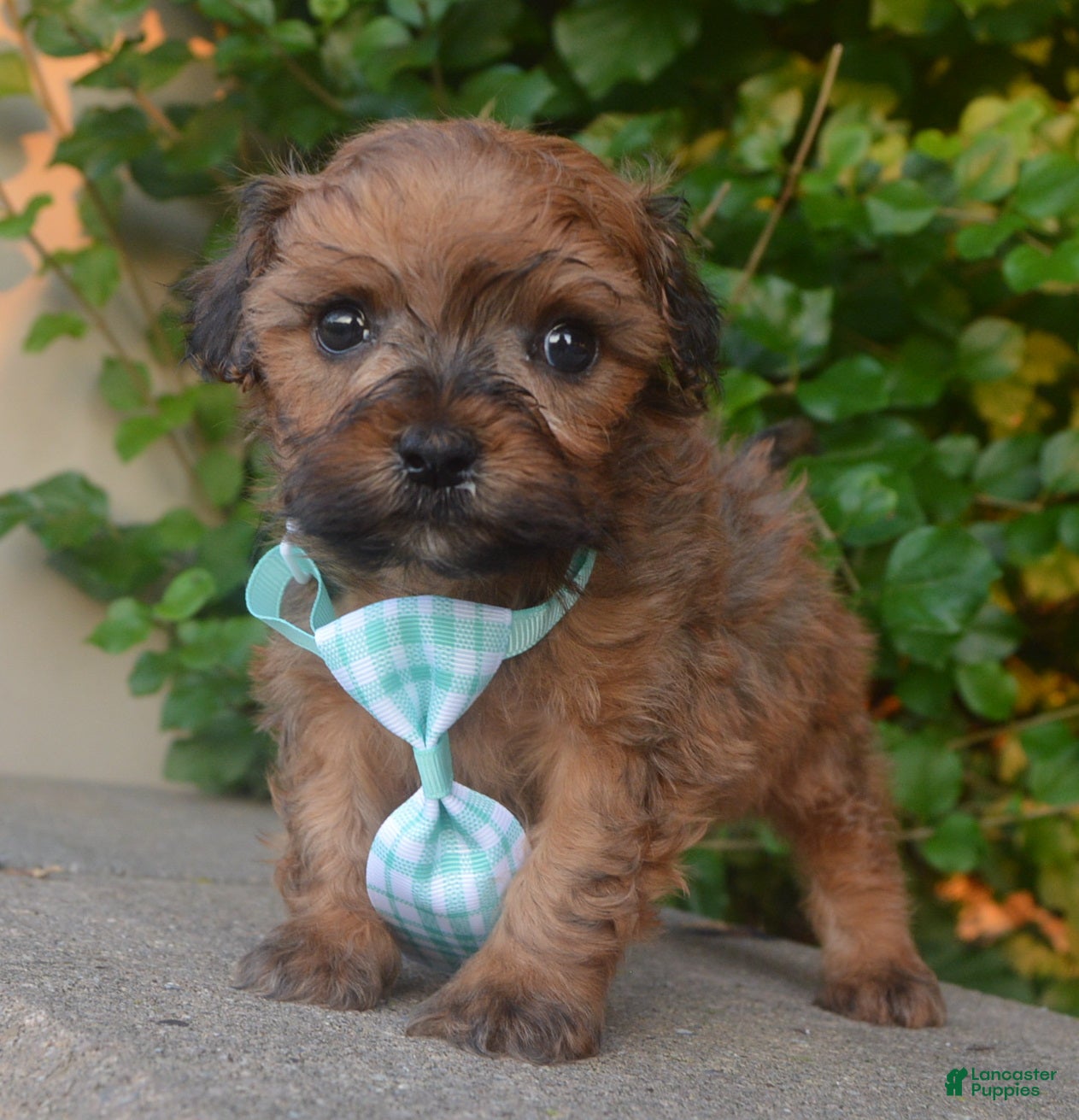 Shihpoo dogs TINY SAM - Ad 2