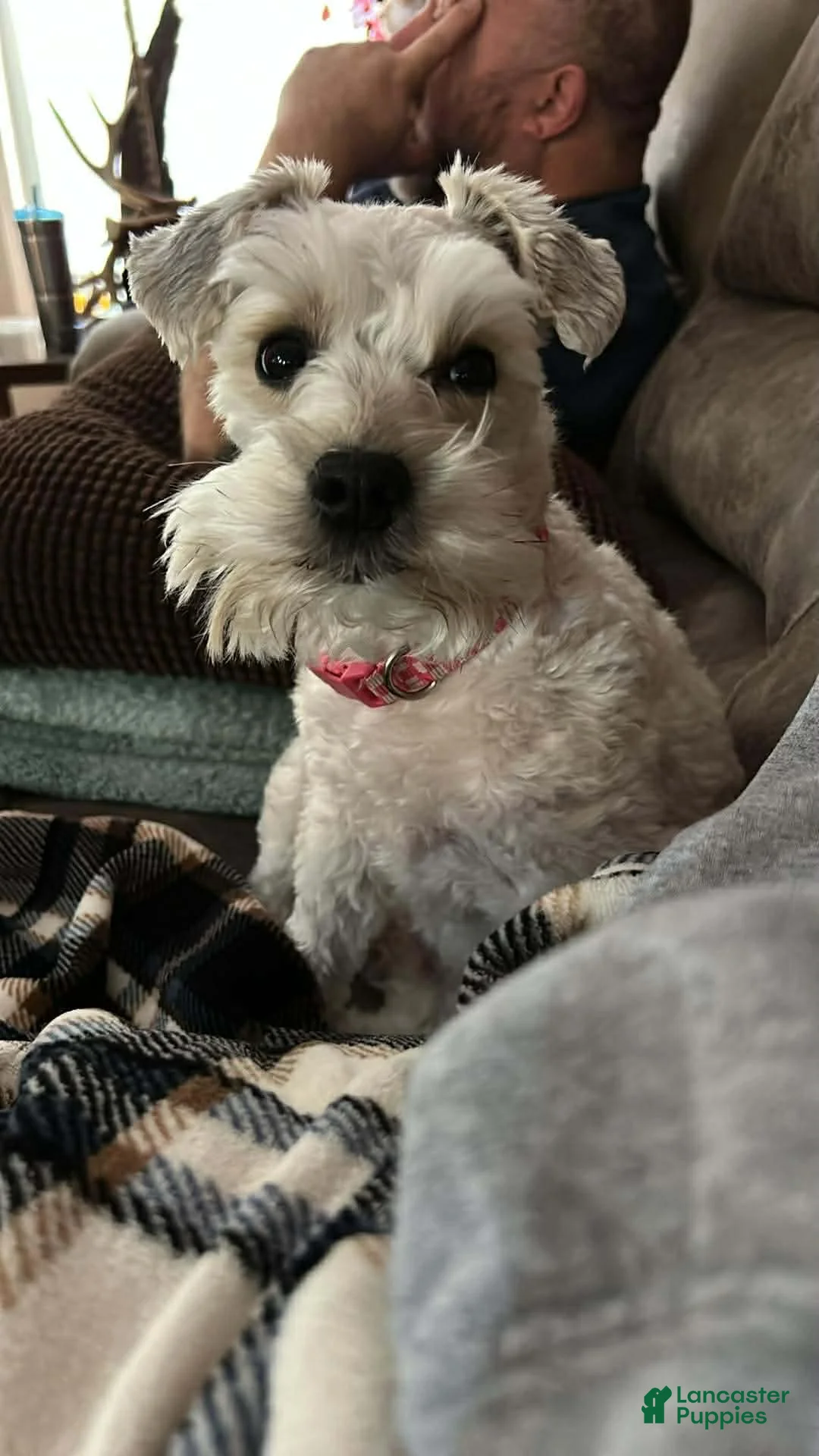 Miniature Schnauzer dogs for sale:  Puppy 2 - Ad 3