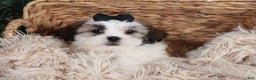 Shih Tzu dogs for sale: Prince - Ad 3