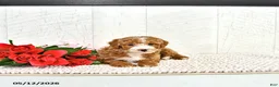 Miniature Poodle dogs for sale: Randall - Ad 9