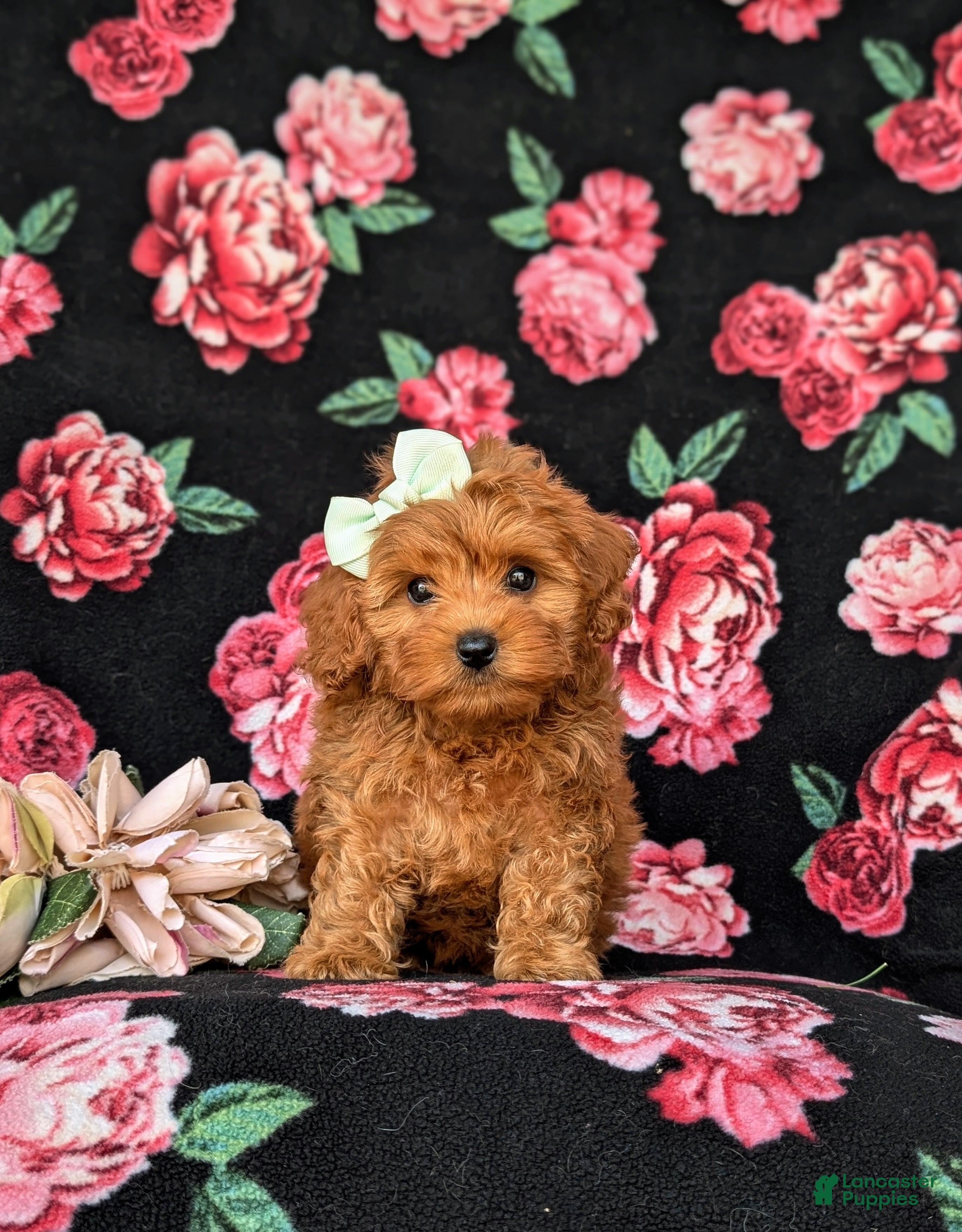 Cockapoo dogs Fiona 9 lbs Full Grown - Ad 2