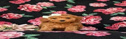 Cockapoo dogs for sale: Fiona 9 lbs Full Grown - Ad 2