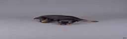 Doberman Pinscher dogs for sale: Loras - Ad 2
