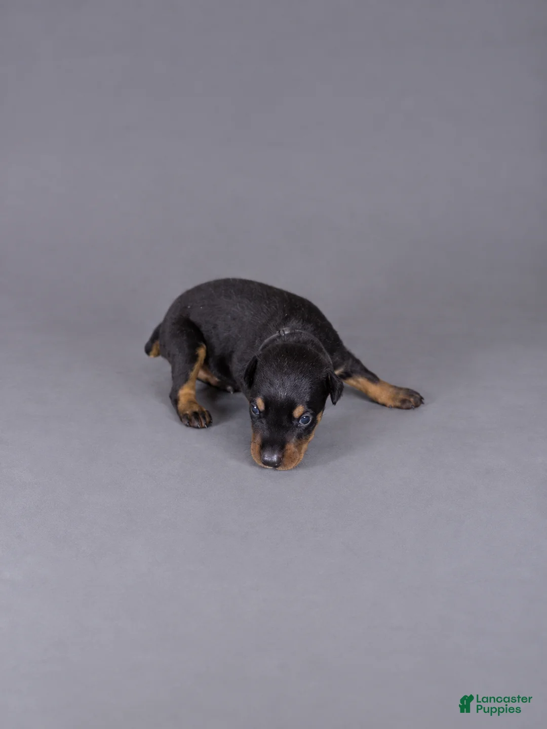 Doberman Pinscher dogs for sale: Loras - Ad 2