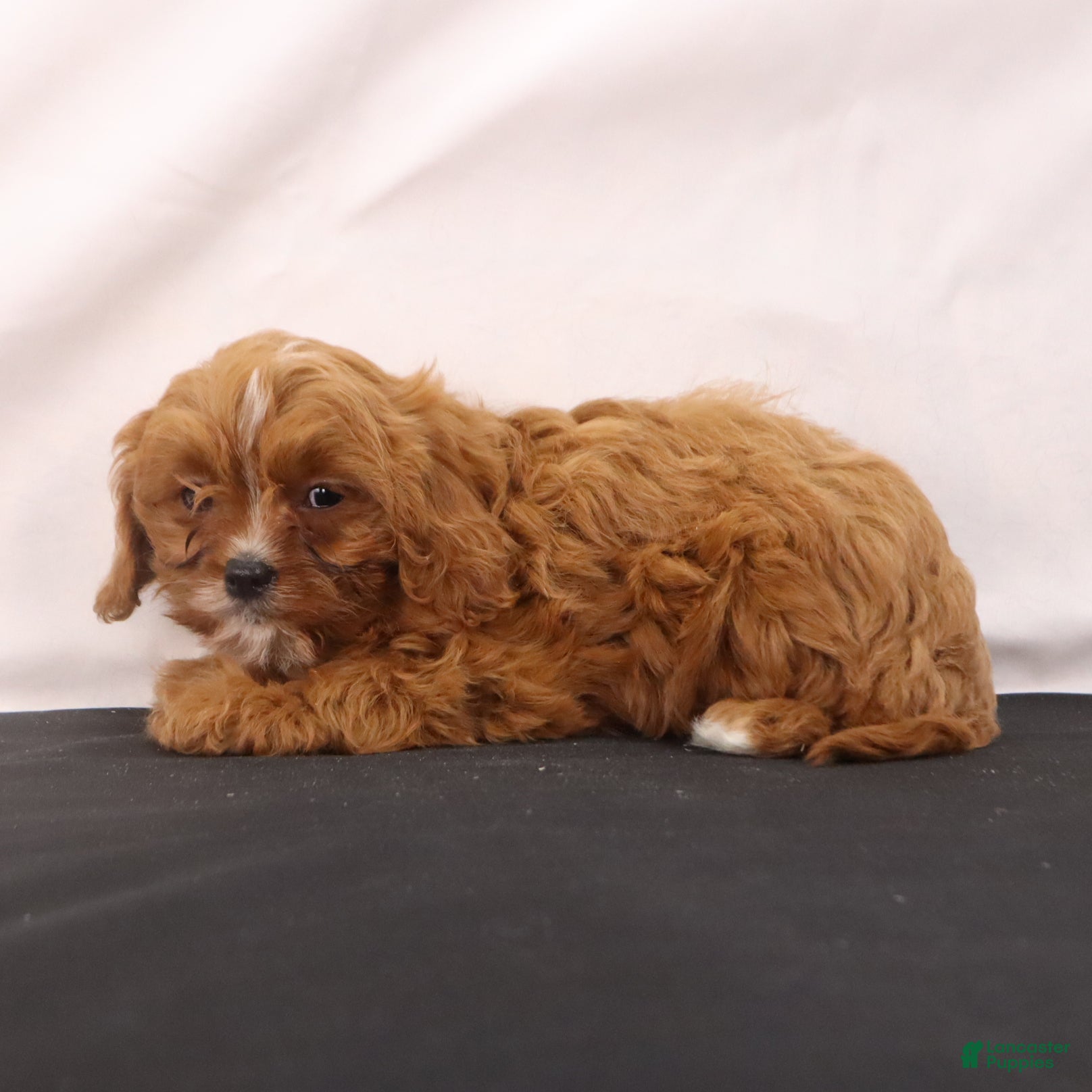 Cavapoo dogs Wendy - Ad 2