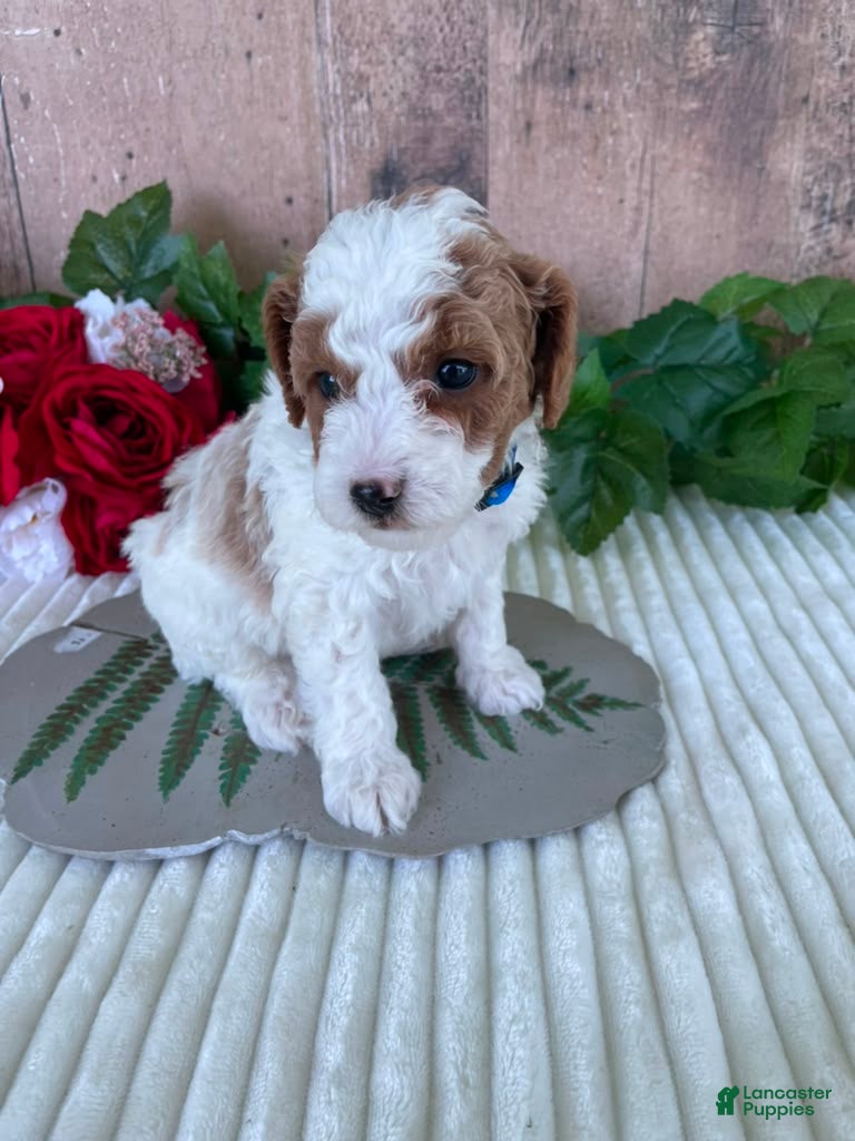 Mini Goldendoodle dogs Mr. Whistler - Ad 17