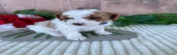 Mini Goldendoodle dogs for sale: Mr. Whistler - Ad 1