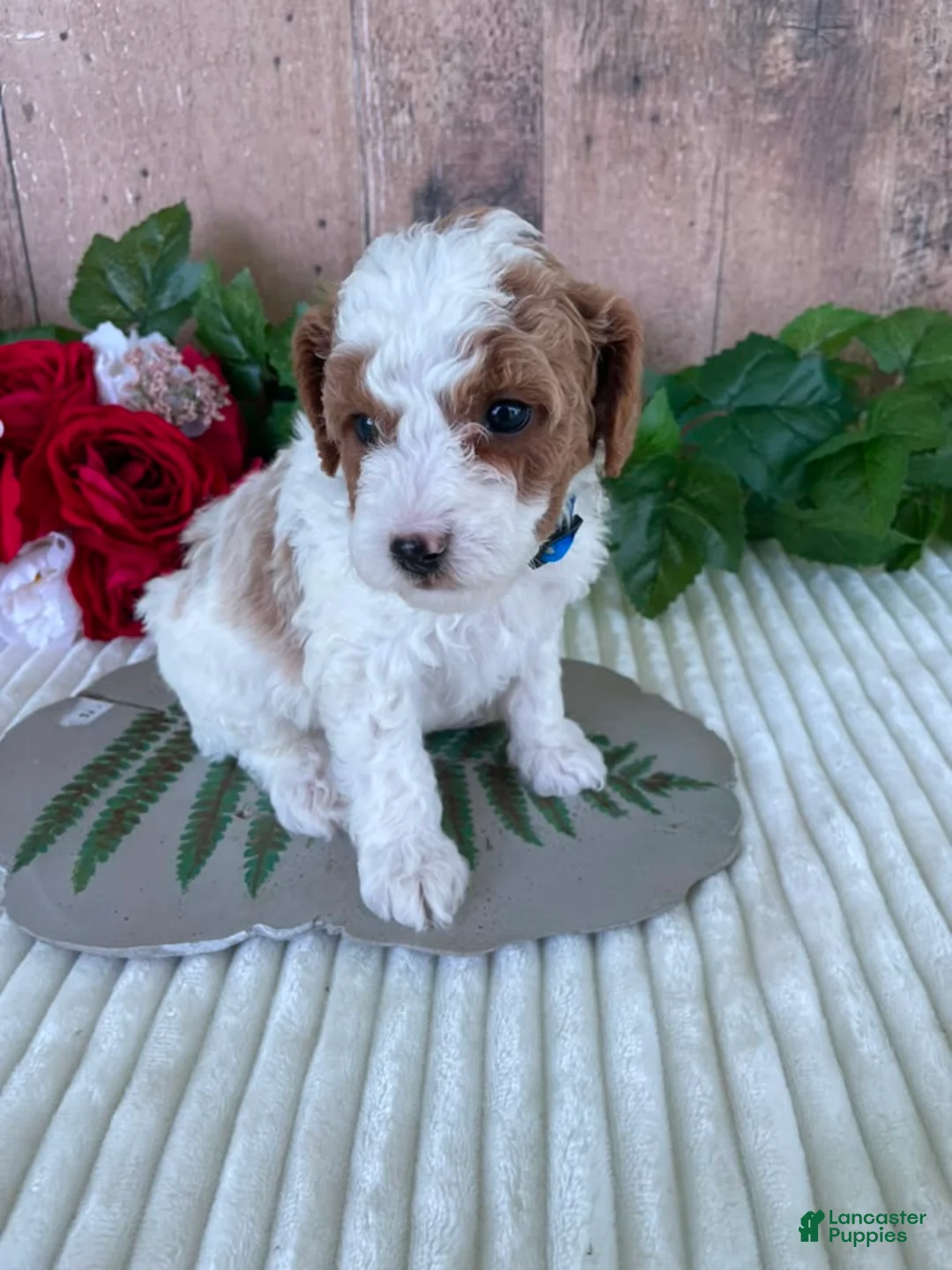 Mini Goldendoodle dogs for sale: Mr. Whistler - Ad 1