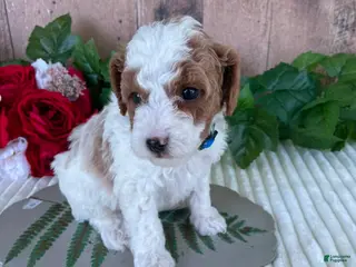 Mini Goldendoodle dogs Mr. Whistler - Ad 12