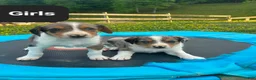 Mixed Breed dogs for sale: Milly - Ad 2