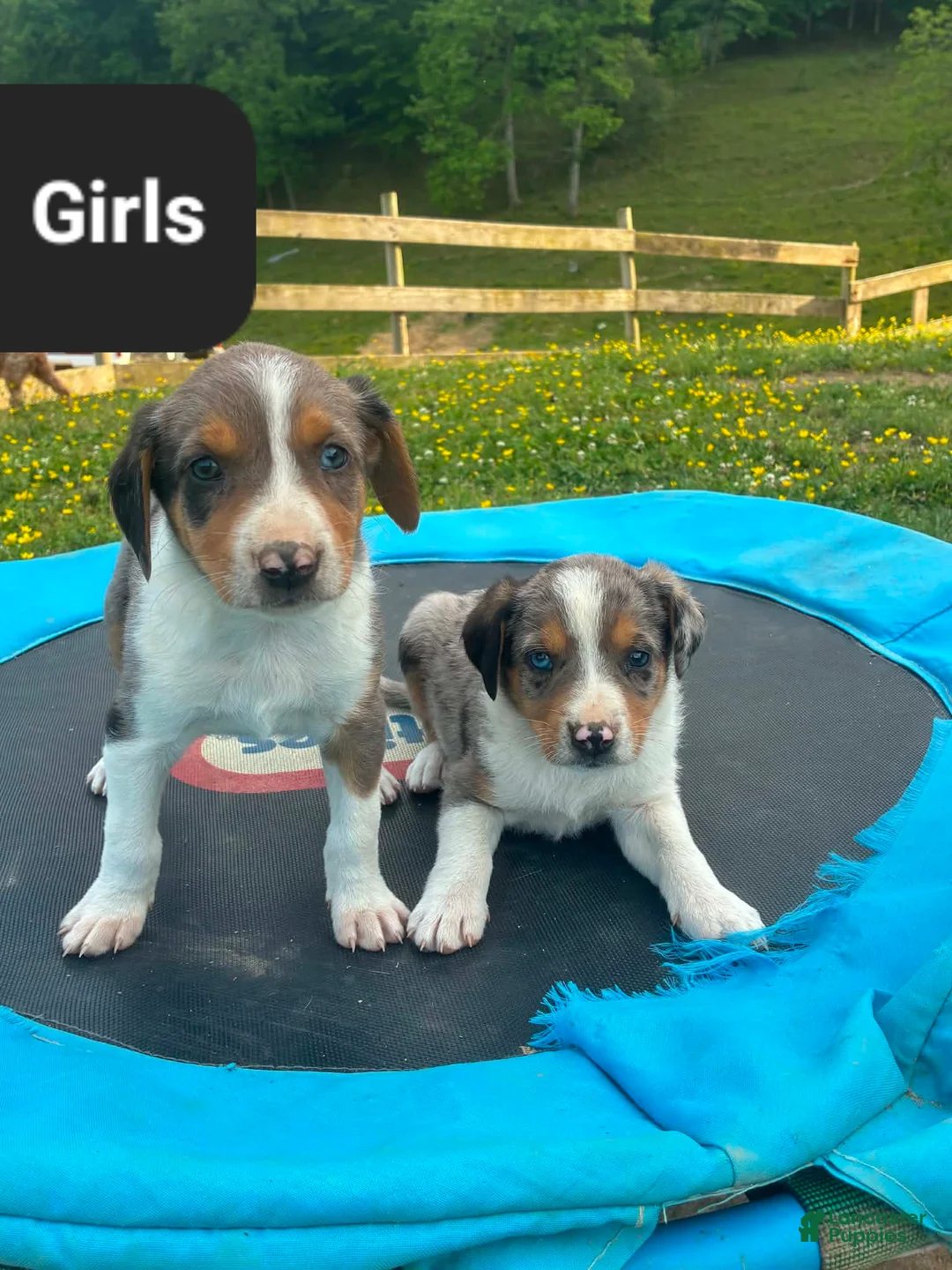 Mixed Breed dogs for sale: Milly - Ad 2