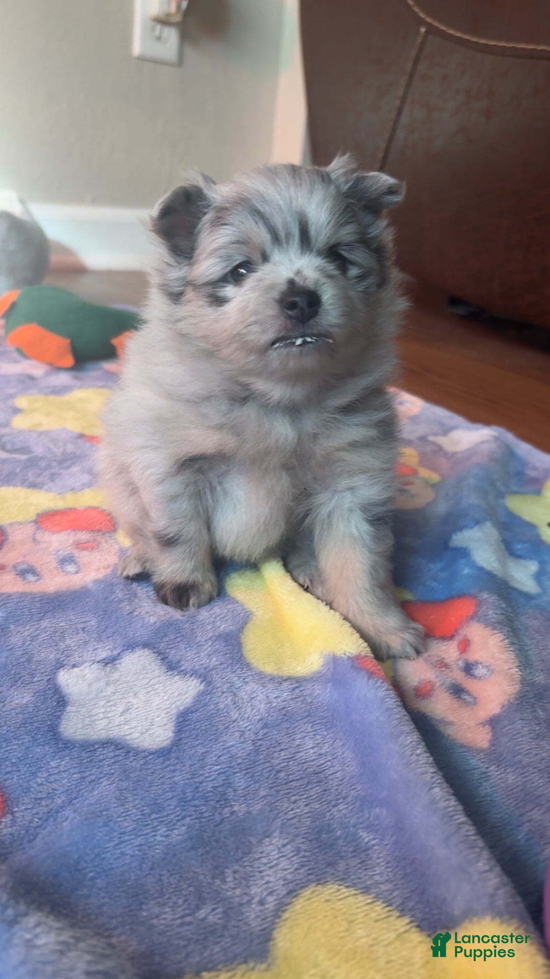 Pomeranian dogs for sale: Pomeranian Puppy 2 - Ad 3