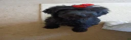 Labradoodle dogs for sale: Onyx - Ad 3