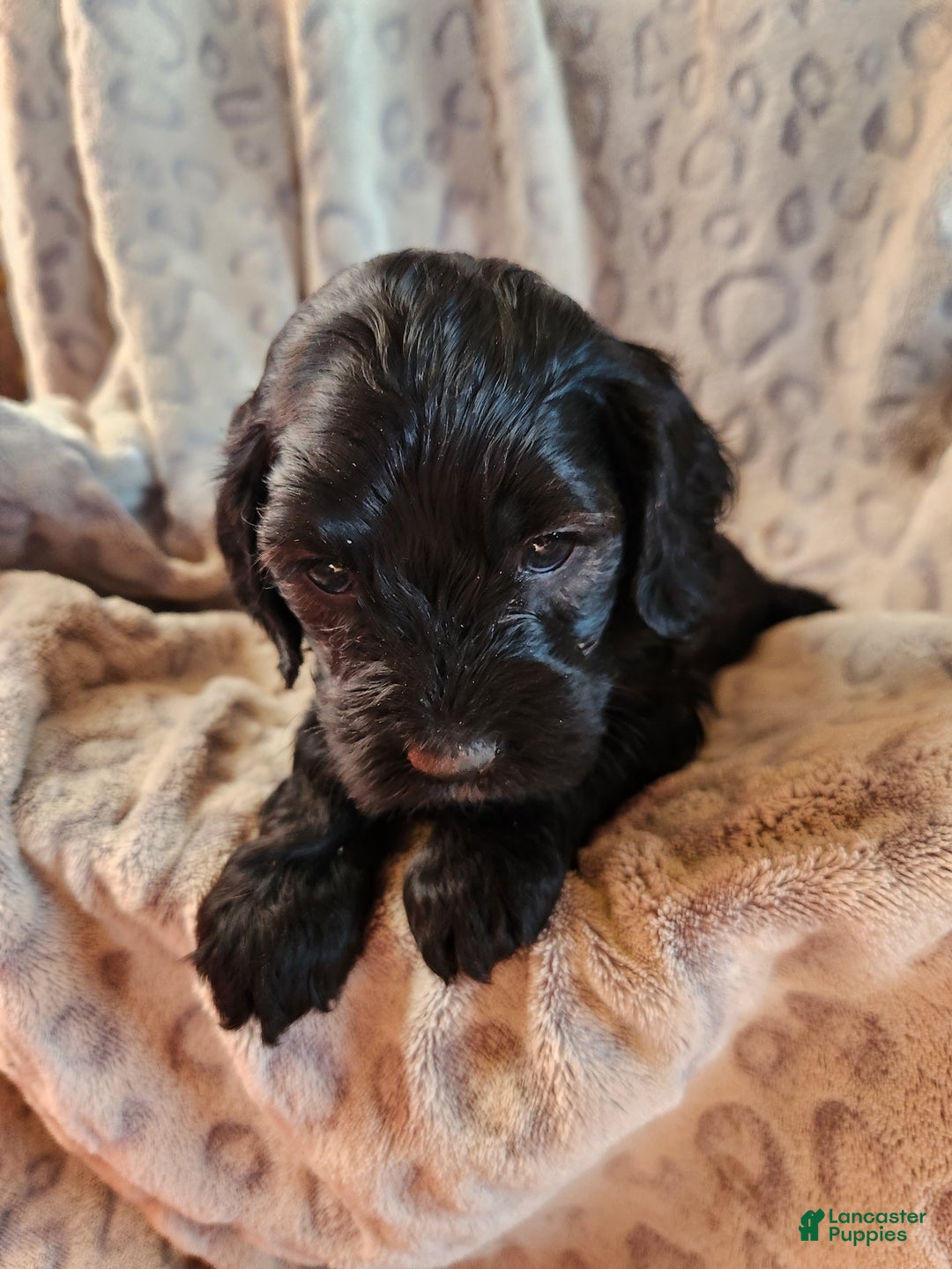 Mixed Breed dogs for sale: Lana - Ad 7