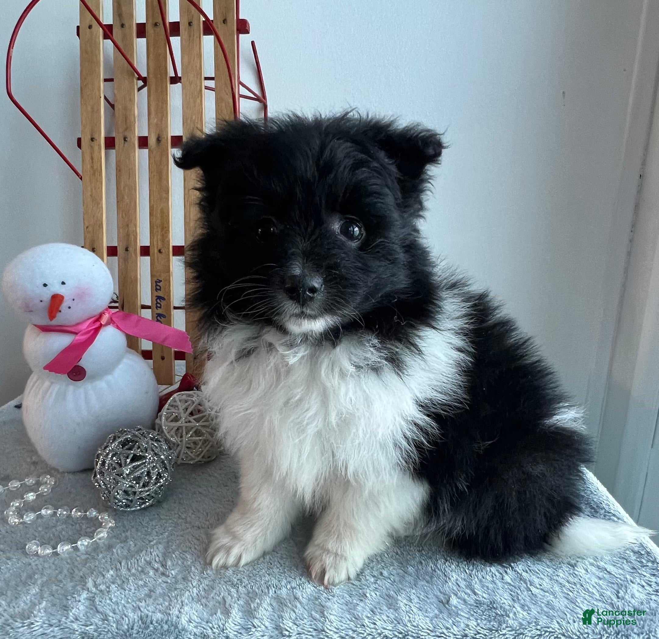 Pomeranian dogs Chloe - Ad 14