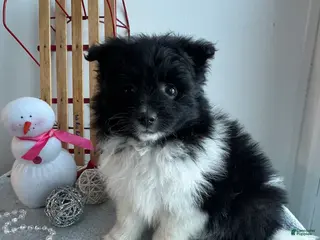 Pomeranian dogs Chloe - Ad 14