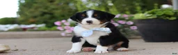 Miniature Australian Shepherd dogs for sale: Frankie - Ad 9