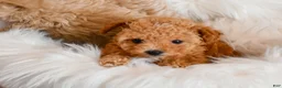 Maltipoo dogs for sale: Ginger - Ad 5