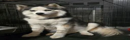 Pomsky dogs for sale: Black mini - Ad 16