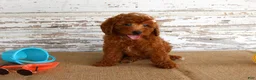 Mixed Breed dogs for sale: Nicki - Ad 1