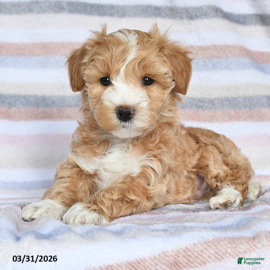 Maltipoo dogs Sparkle - Ad 2
