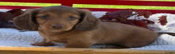 Miniature Dachshund dogs for sale: Bella - Ad 3