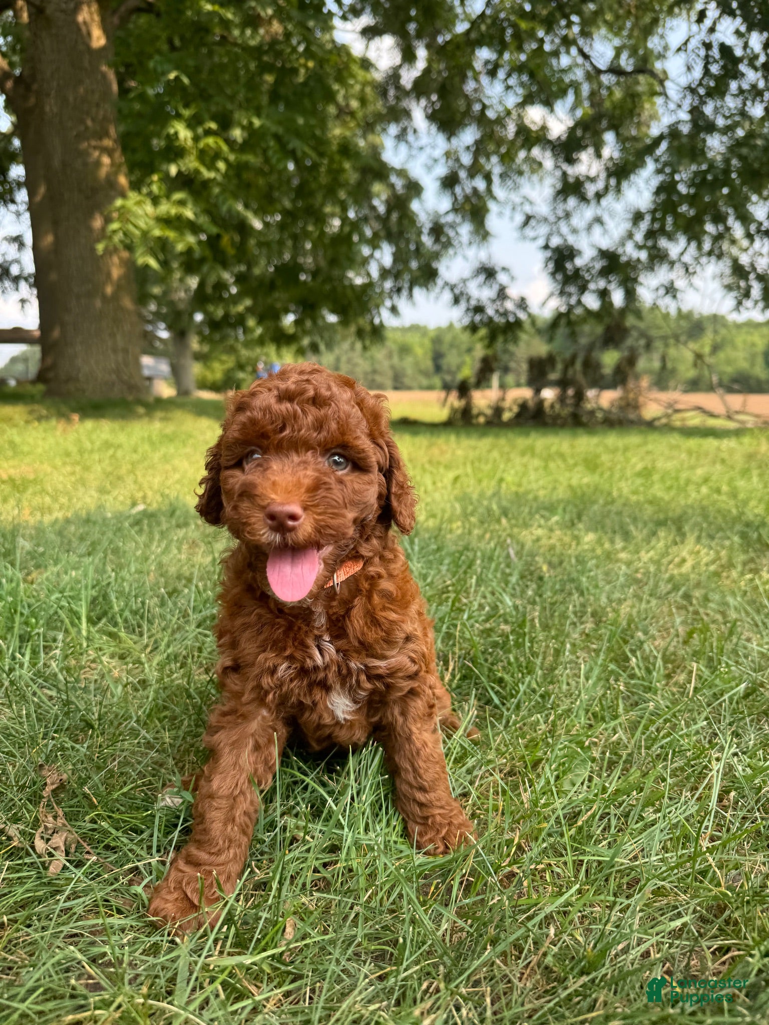 Cockapoo dogs Sitka  - Ad 2