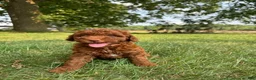 Cockapoo dogs for sale: Sitka  - Ad 2