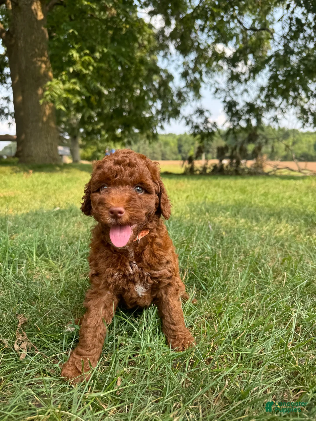 Cockapoo dogs for sale: Sitka  - Ad 2