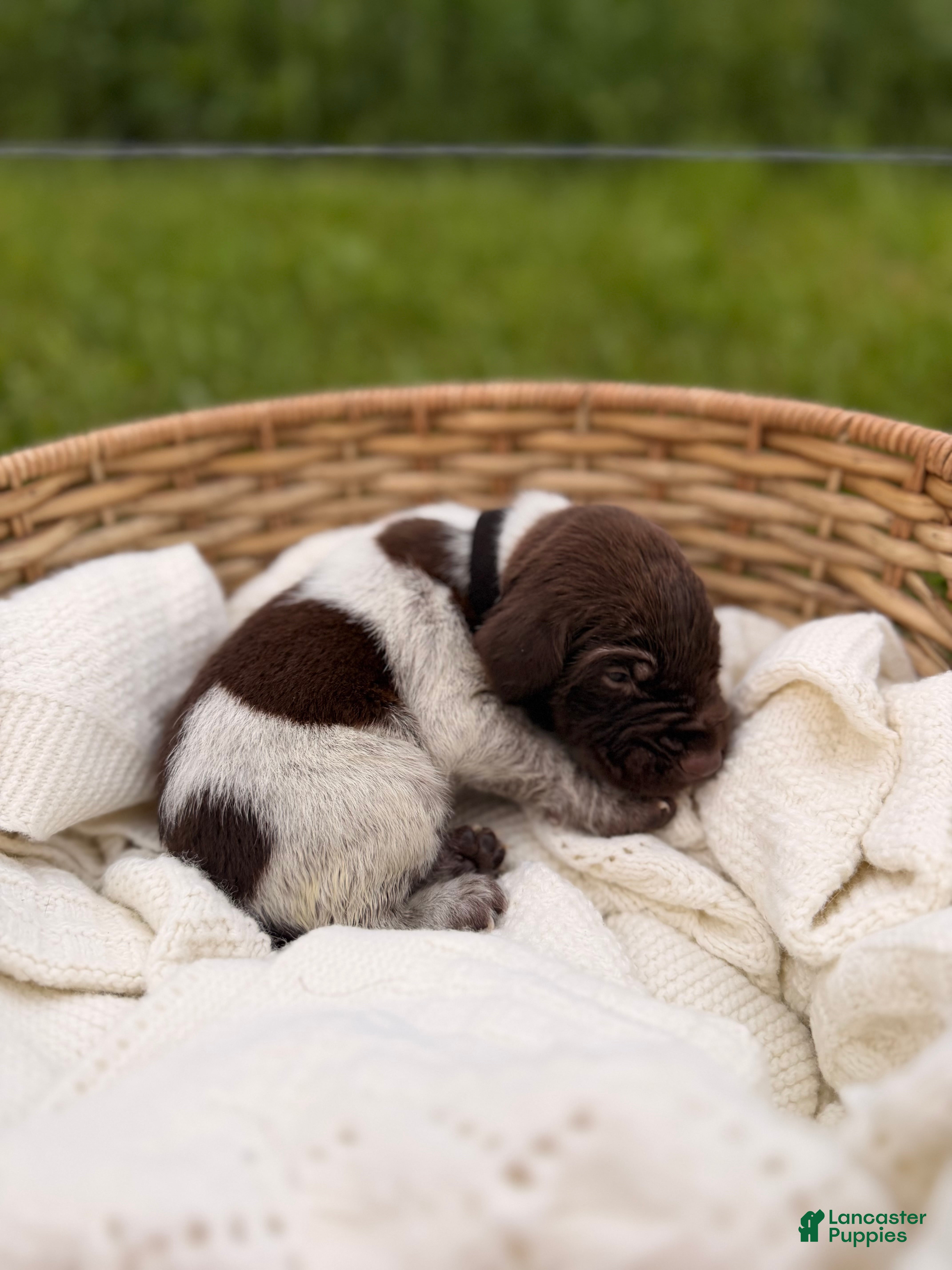 German Shorthaired Pointer dogs Ridge  - Ad 1