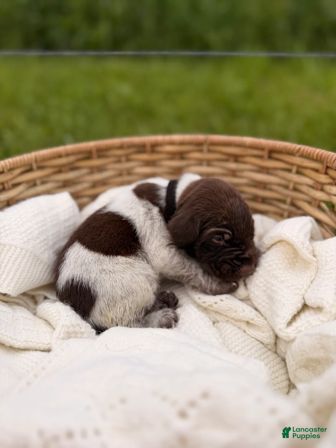 German Shorthaired Pointer dogs for sale: Ridge  - Ad 1