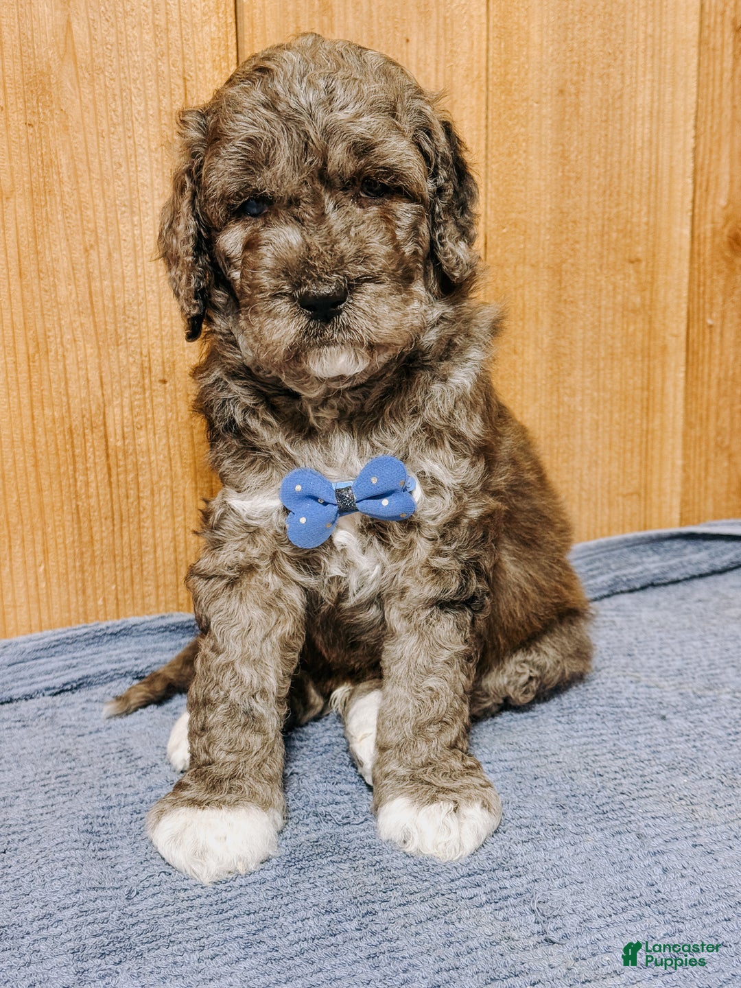 Mixed Breed dogs for sale: Medium F1b Bernedoodle - Sullivan - Ad 1