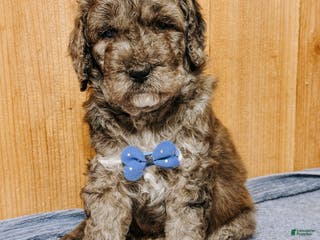 Mixed Breed dogs Medium F1b Bernedoodle - Sullivan - Ad 24