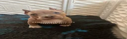 American Bully dogs for sale: American Bully 2 - Ad 30
