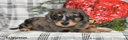 Miniature Dachshund dogs for sale: Cookie - Ad 5